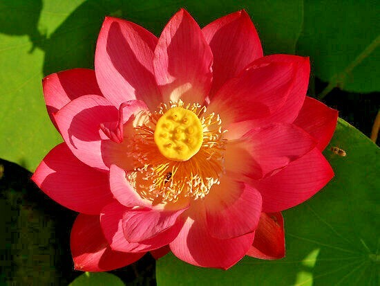 5 RED LOTUS SEEDS – Nelumbo Nucifera