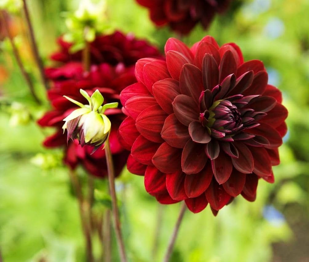 100 pcs Perennial Dahlia Labyrinth Flower Seeds for Planting – Exotic green