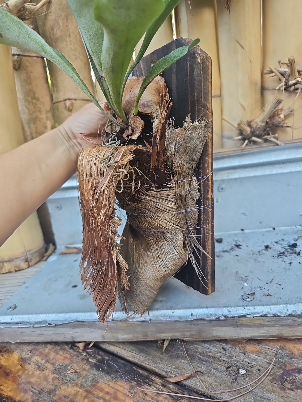 Hanging Staghorn Fern Platycerium bifurcatum Mounted On Wood