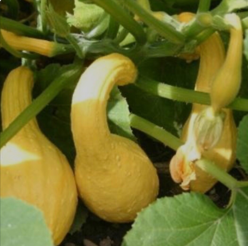 10+ Yellow Crookneck Summer Squash Seeds, Fresh Non-GMO Organic, USA Seller 🇺🇸