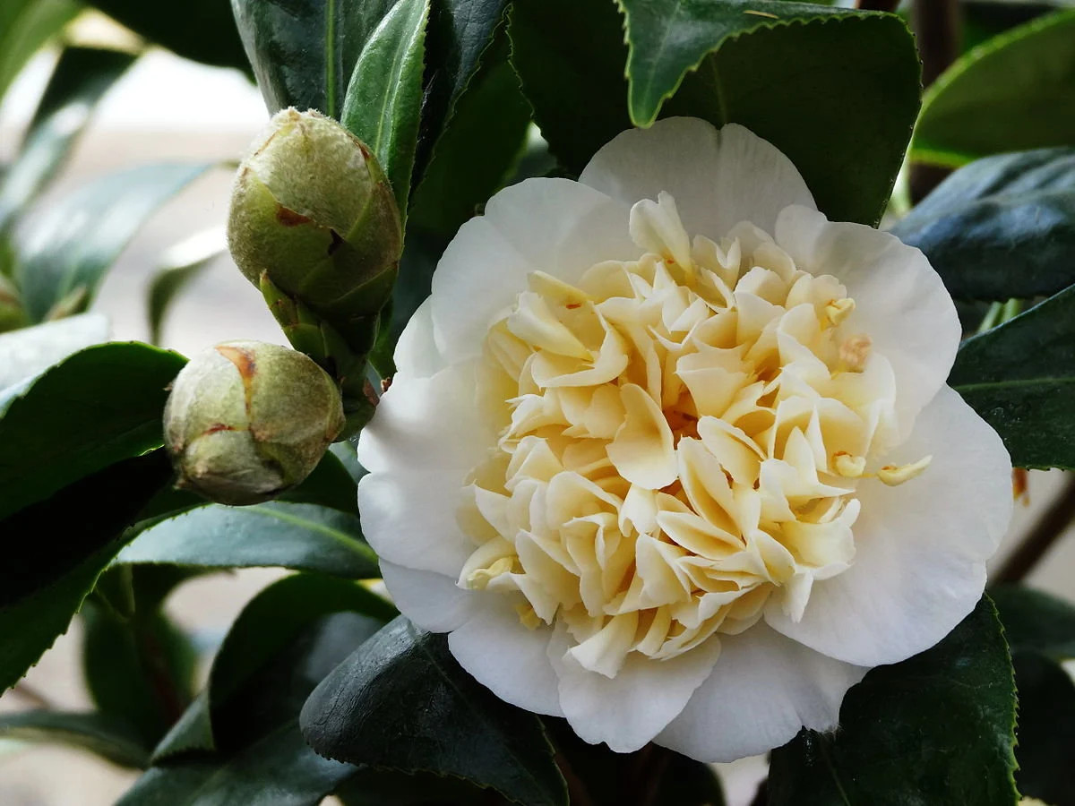 Jury Yellow Camellia in 3.5 inch pot *Cold and Heat Sensitive*