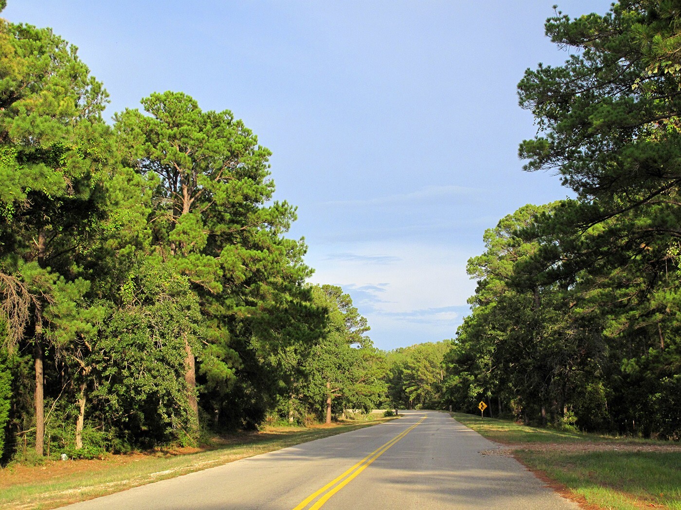 Loblolly Pine Tree | Premium Seeds | Pinus taeda | Plants’®