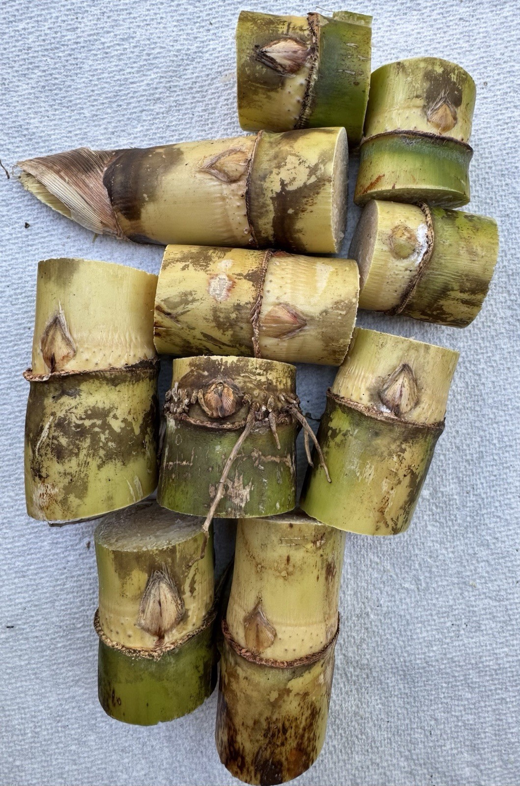 LIVE SUGARCANE CUTTING READY TO PLANT SWEET JUICY FRESH, SELECT FROM DROPDOWN