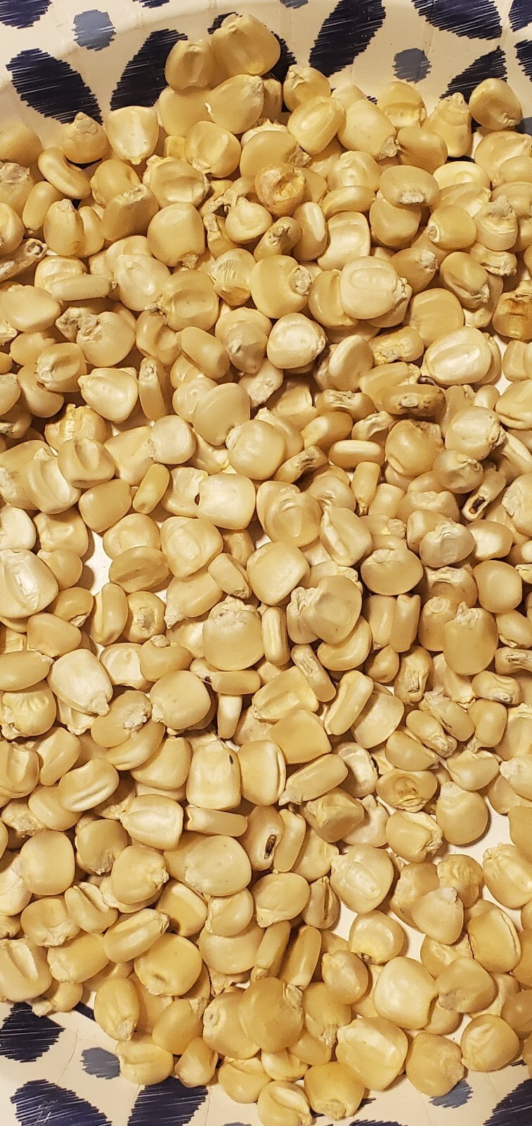 1/4 Lb. ( Approx. 275 Seed ) Hickory King White Field Corn Non GMO Heirloom