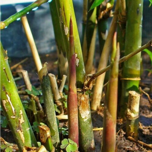 50 Spiny Bamboo Seeds Bambusa Arundinacea Poaceae Thorny Stem Plants Seed 754