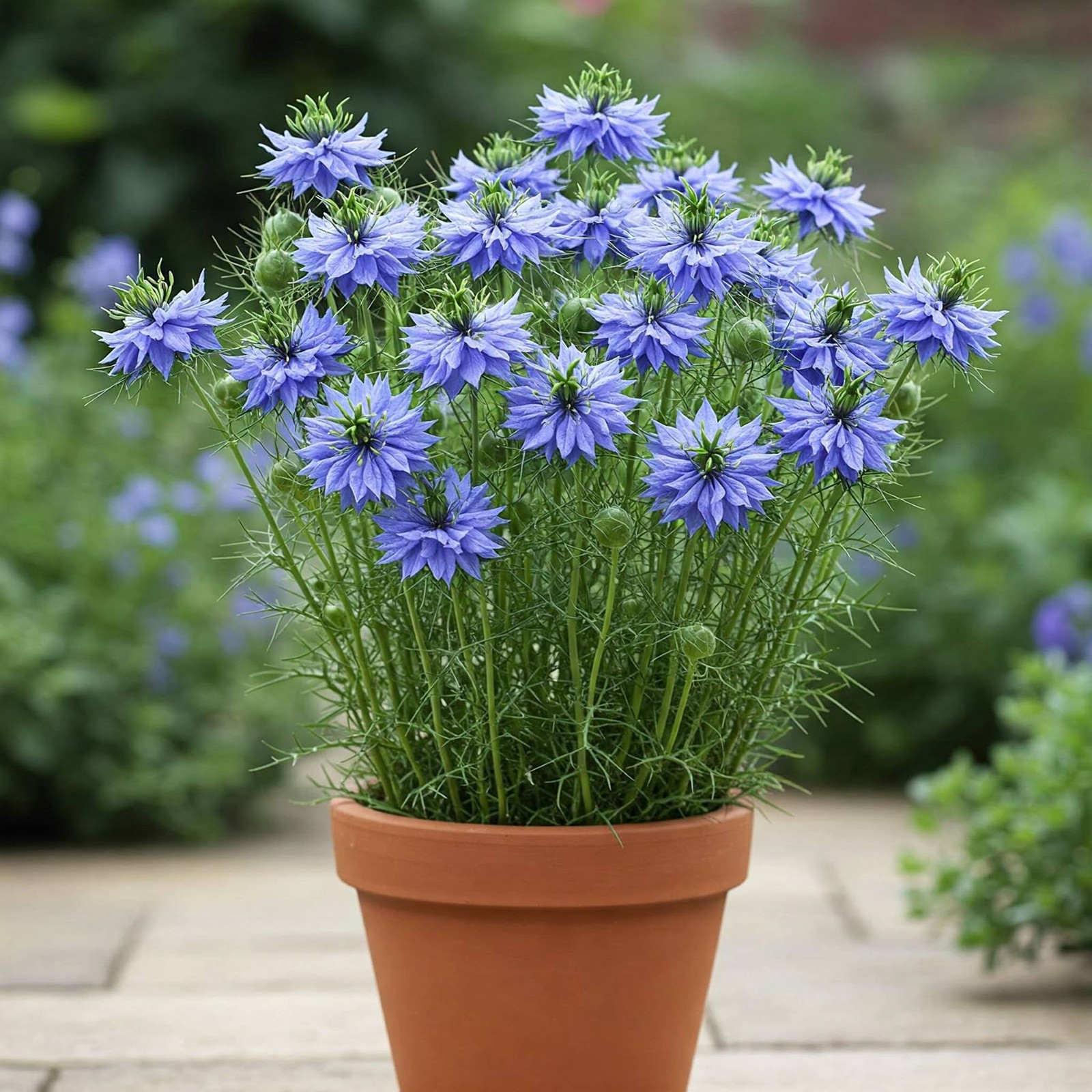 Mr. Fothergill’s Nigella Blue Seed Oh Sow Simple, Easy to Grow
