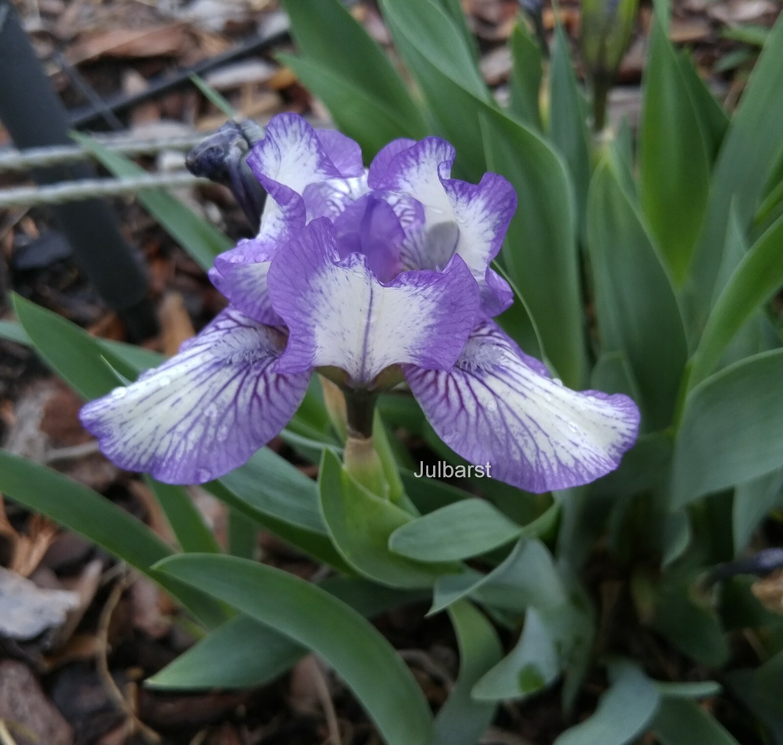 Miniature Dwarf Bearded German Iris germanica PERENNIAL live plant purple white