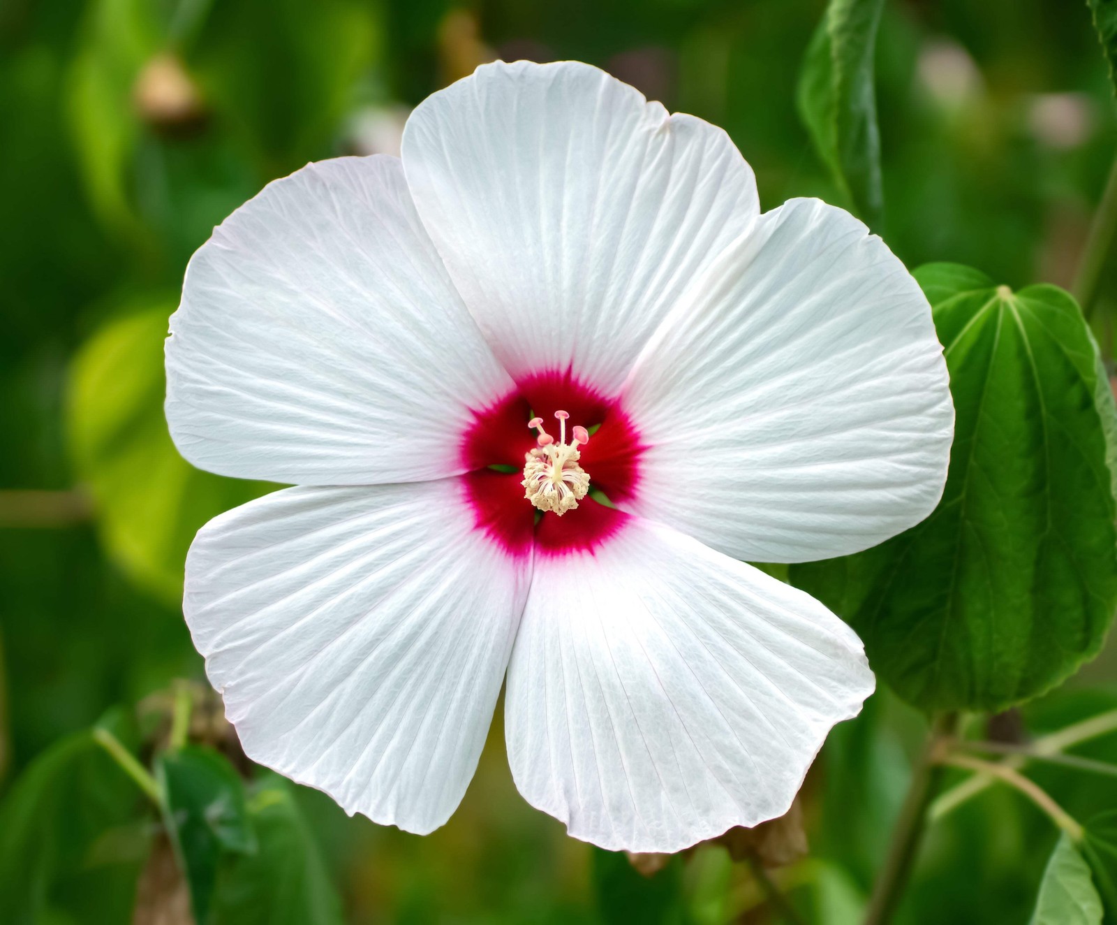 25 MIXED LUNA HIBISCUS Moscheutos Hardy Red, Hot Pink, Pink & White Swirl Seeds