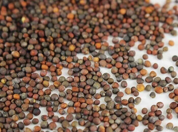 BROCCOLI SEEDS – DI CICCO – ORGANIC – HEIRLOOM – 1.gram
