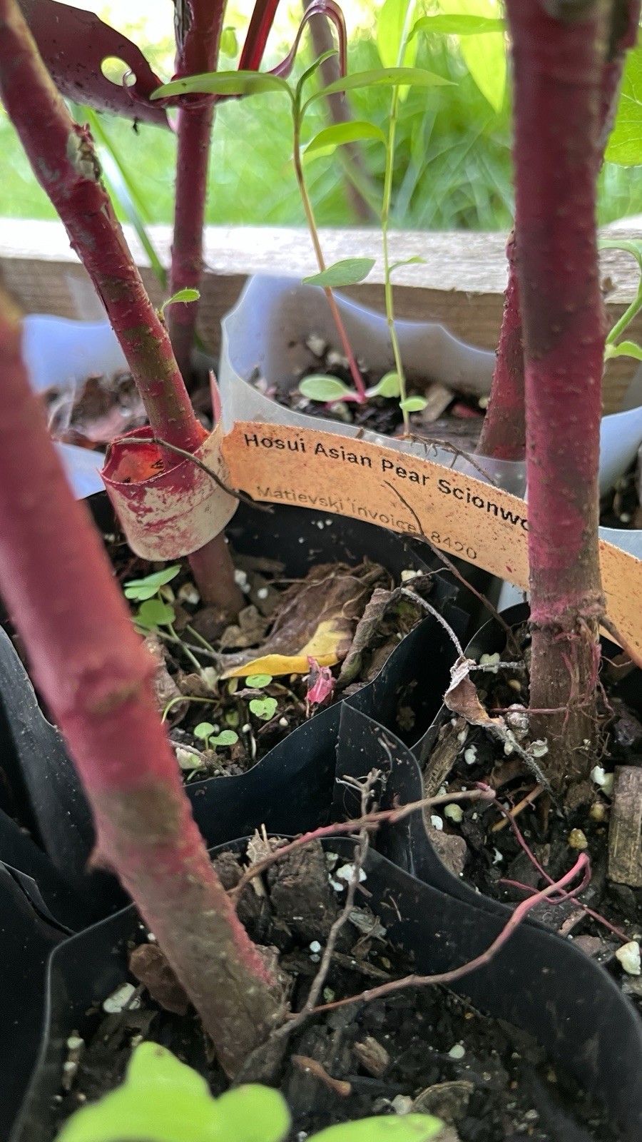 8-12” tall Hosui Asian Pear Tree, grafted plant, potted
