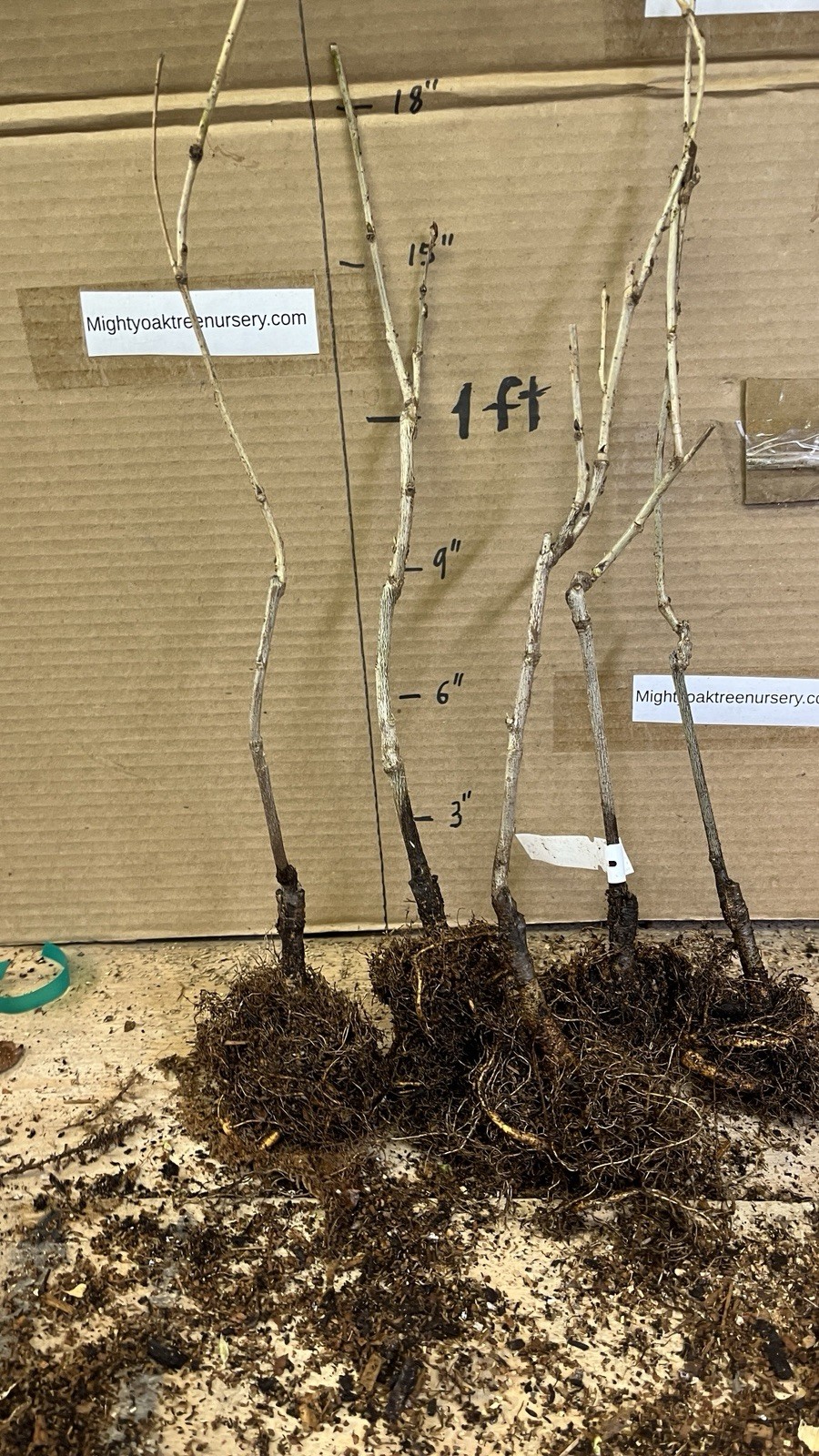 Wisteria floribunda Anwen 8-10 inches tall, grafted plant, New Variety