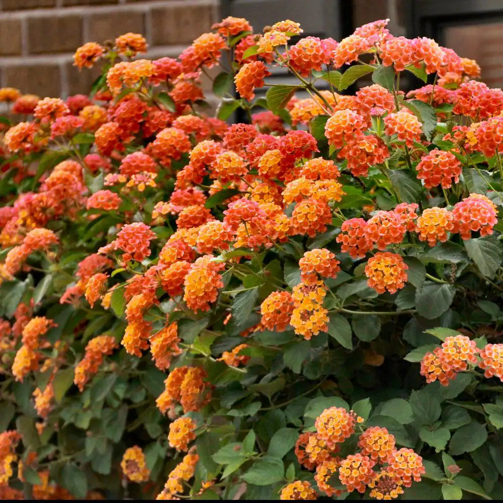 4 In. Lucky Flame Lantana Plant with Orange Flowers (3-Pack)