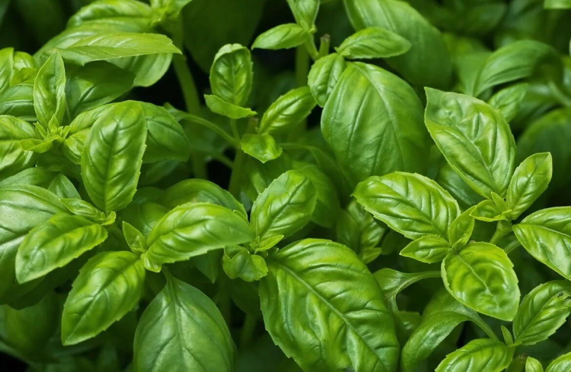 Sweet Basil SEEDS Organic NON-GMO Common Easy Grow Herb TX USA FREE SHIPPING