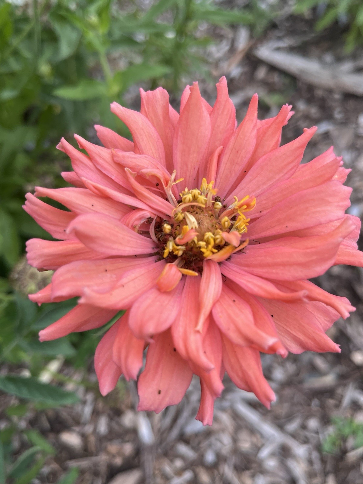 Garden Start Seed Variety Packs (PNW Native, Rare Exotic)