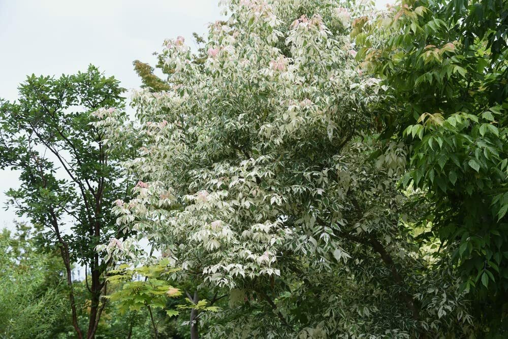 Boxelder Maple Tree Seeds for Planting 30 Seeds Acer Negundo Ships from Iowa