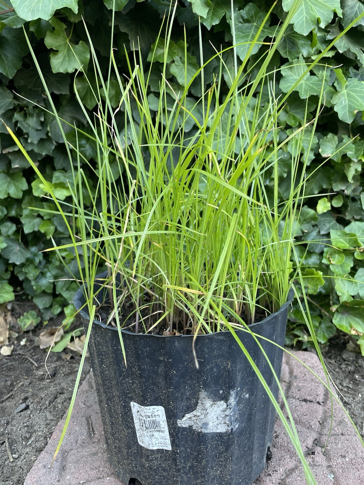 Umbrella Water Garden Plant