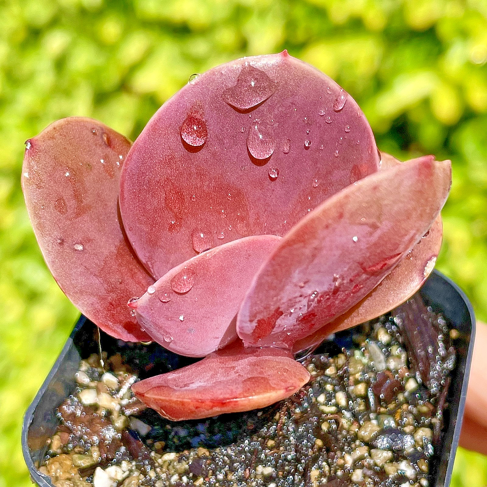 Rare Imported Burgundy Red Pink Paddle Succulent Rooted Live Plant 2.5-3″