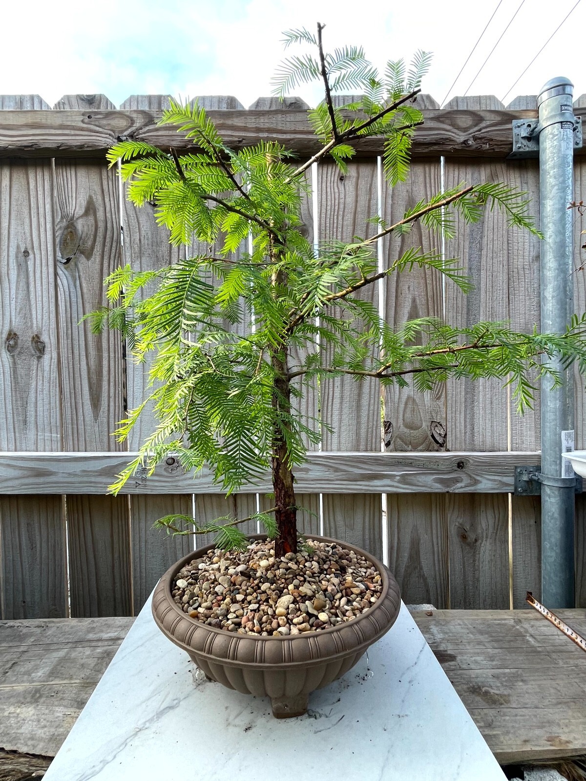 AWESOME! Fantastic Dawn Redwood Pre-Bonsai, 18 Years, GREAT TRUNK