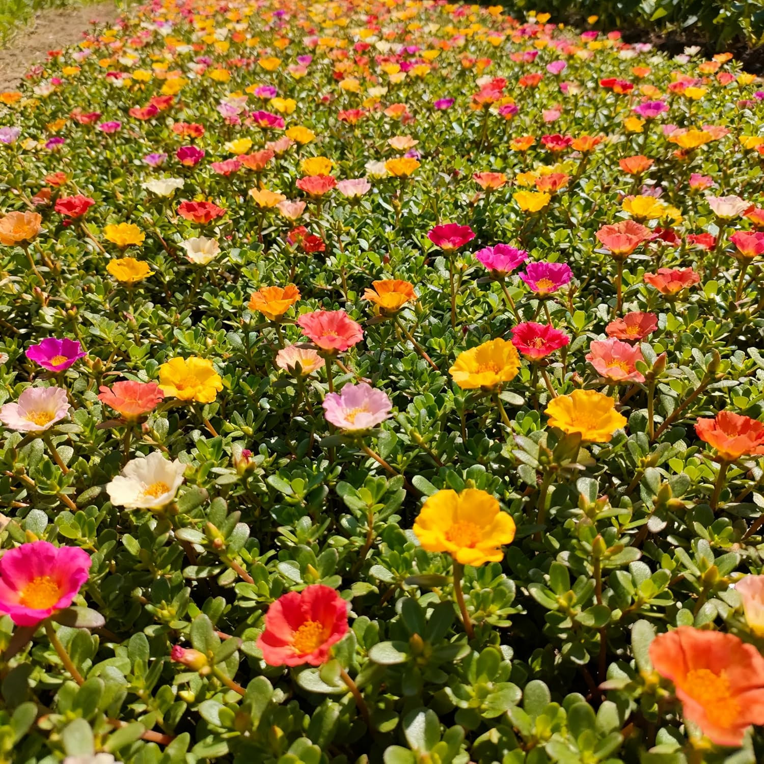 Mixed Color Portulaca Grandiflora Seeds, 10000 Double Moss Rose Seeds for Planti