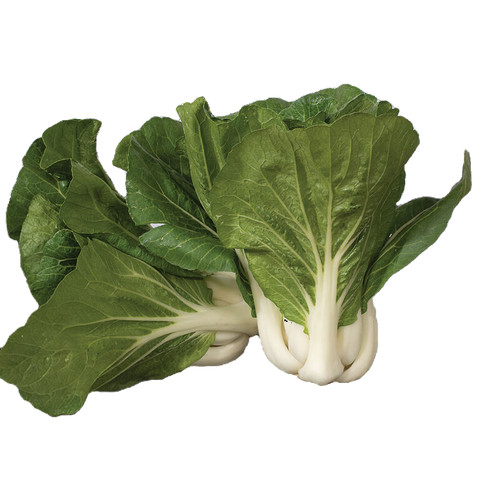 Dwarf White Pak Choy Seeds | Baby Bok Choy | Heirloom Non-GMO | Brassica rapa