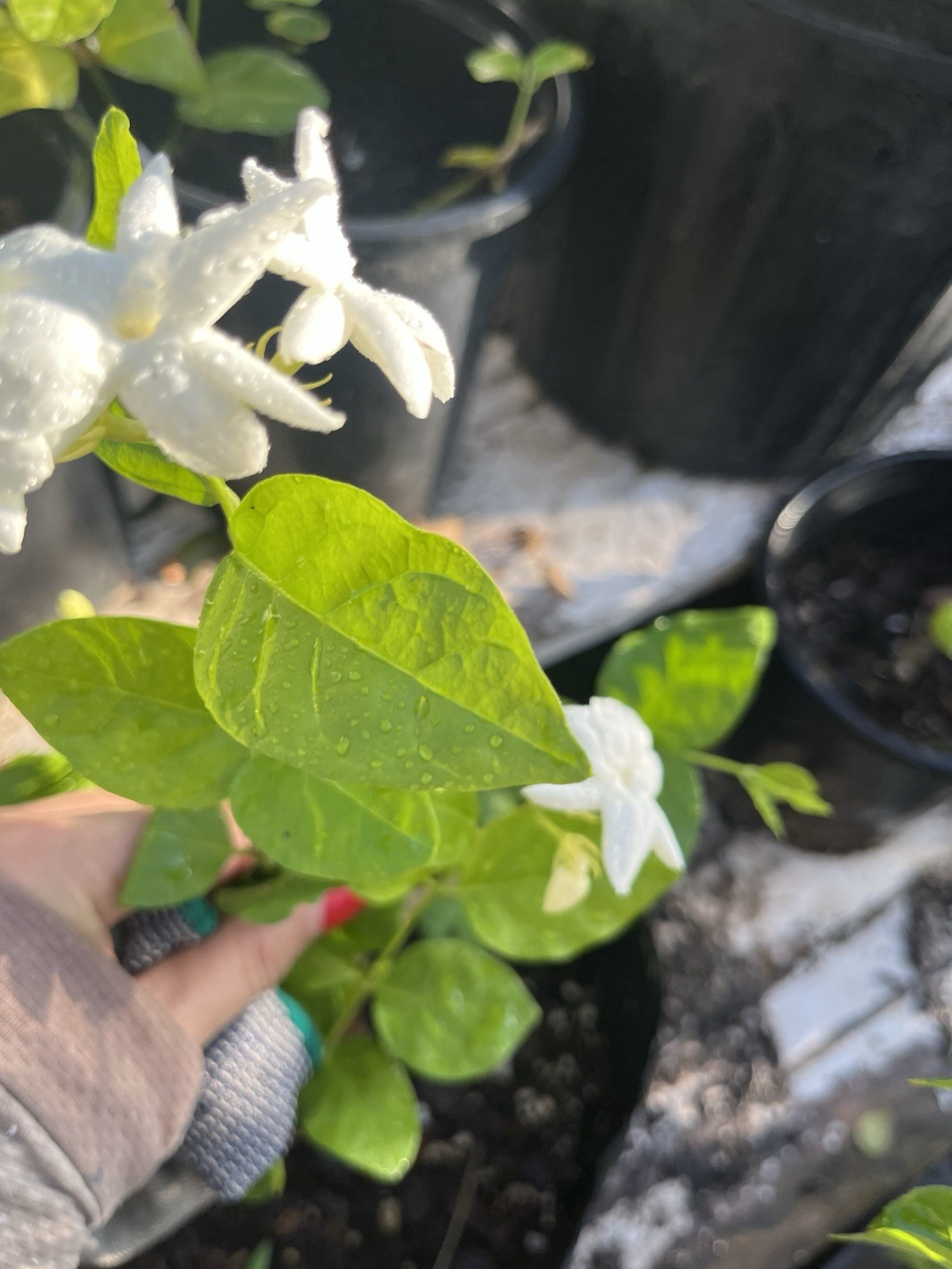 Single petals Jasmine/Jasminum Live Plant 1 Gallon Pot 1 Years Old 10-12 In