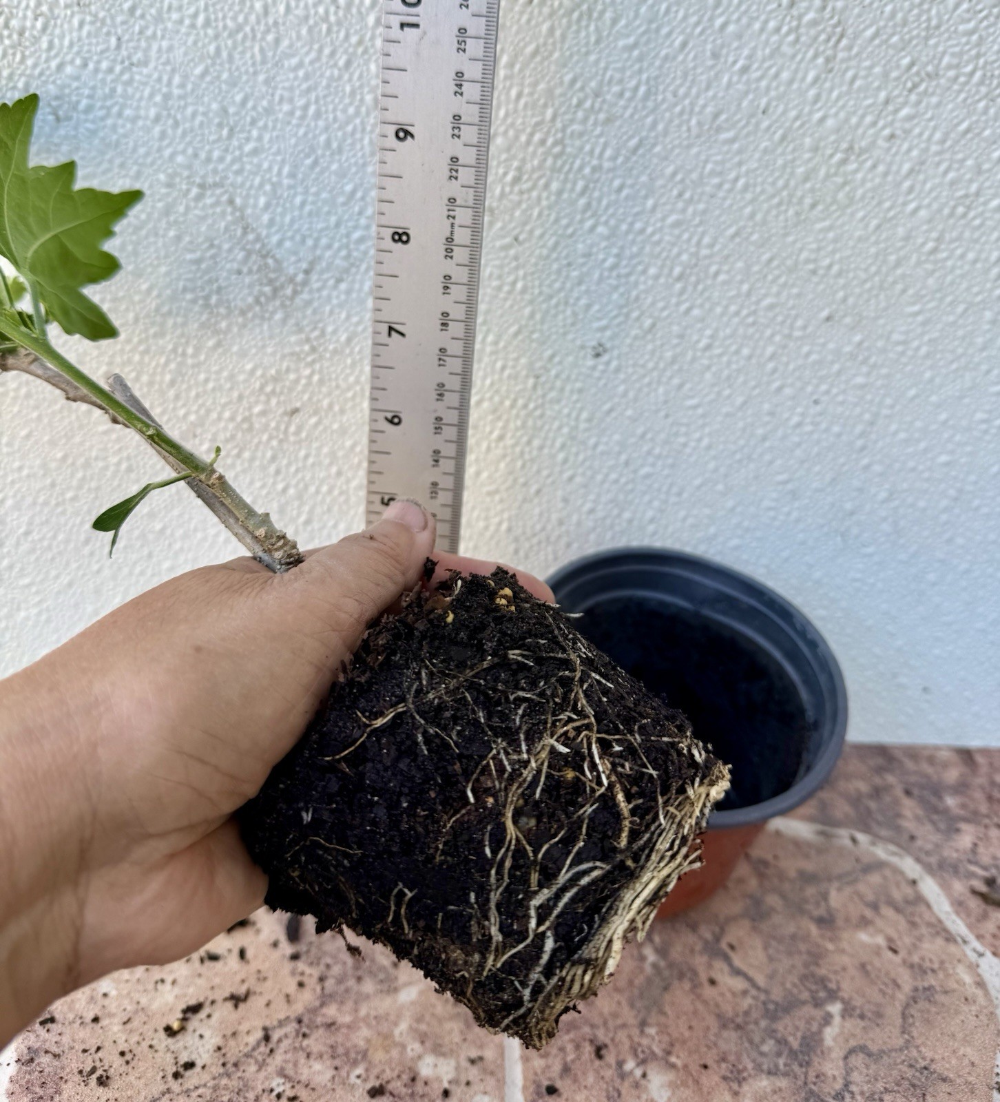 Heat And Cold Hardy Double Magenta Rose Of Sharon/ Hibiscus Syriacus Live Plant