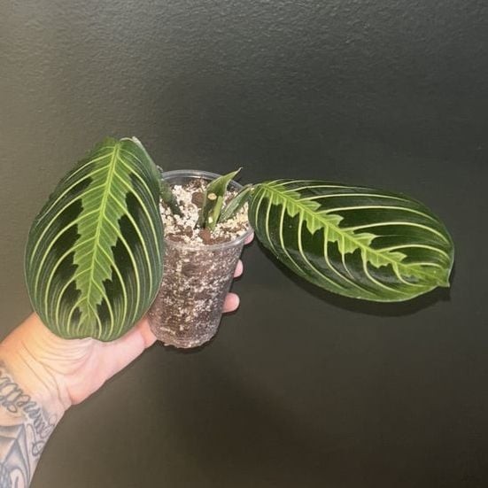 Lemon Lime Prayer Plant