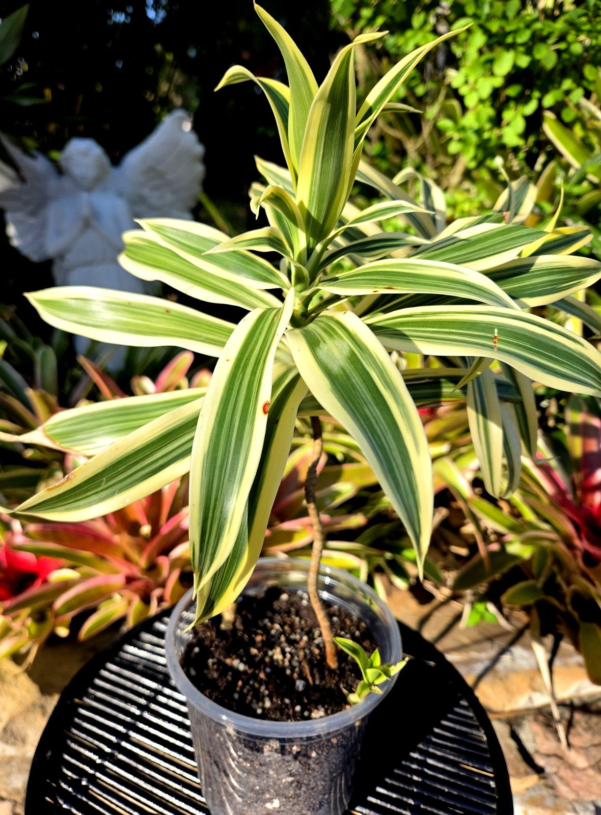Dracaena **12 inch.***SONG OF INDIA*****FLORIDA FRESH **ROOTED PLANT**