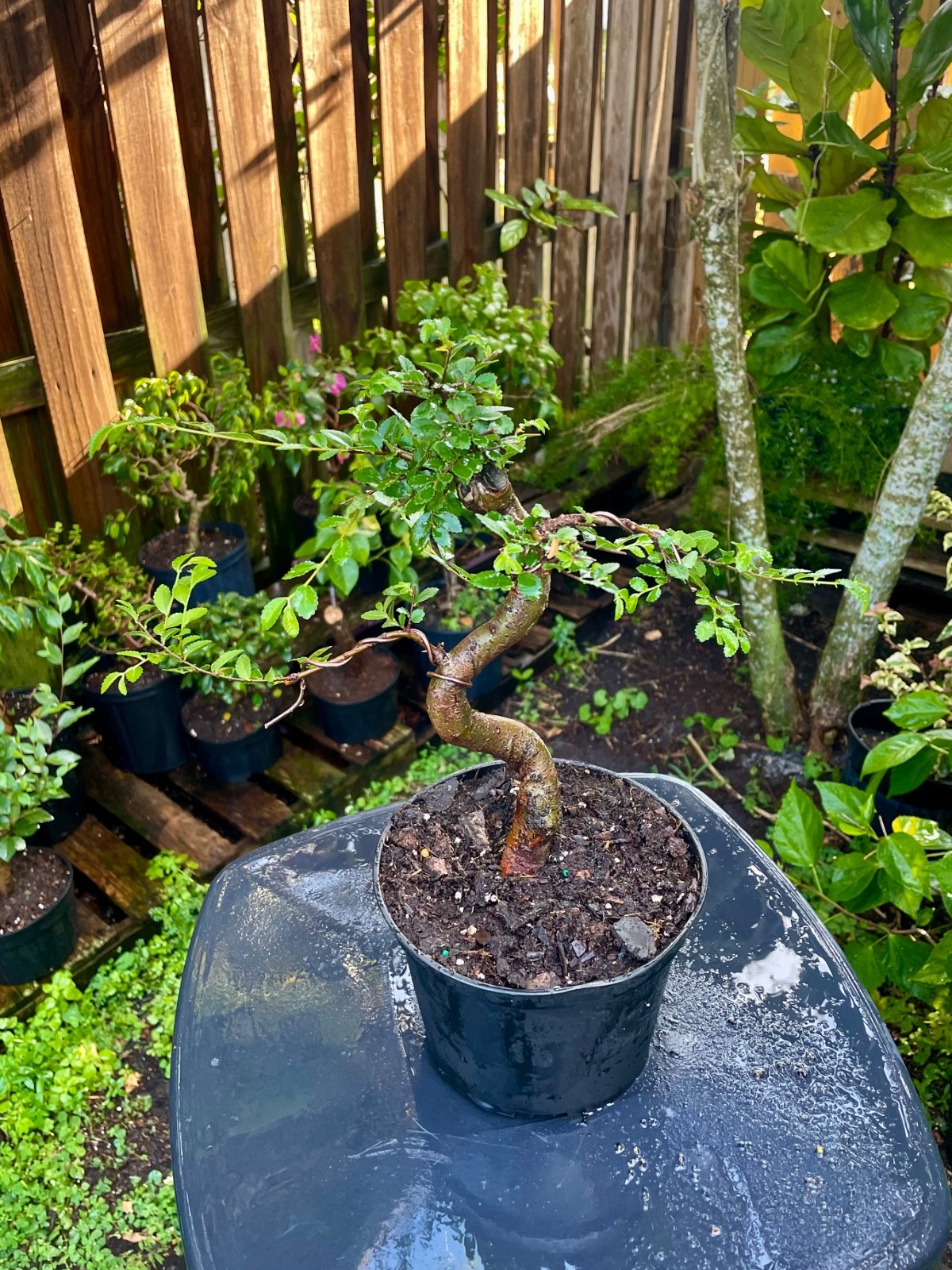 CHINESE ELM Pre-Bonsai /Bonsai S Tree Cold Hardy / Tiny leaves 5 years old