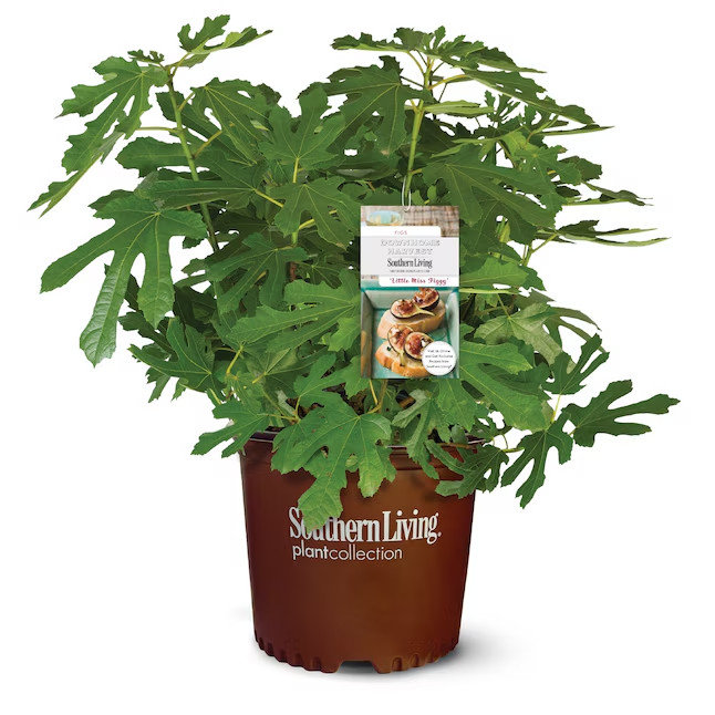 2 Gallons Little Miss Figgy Fig Plant 1 -Pack