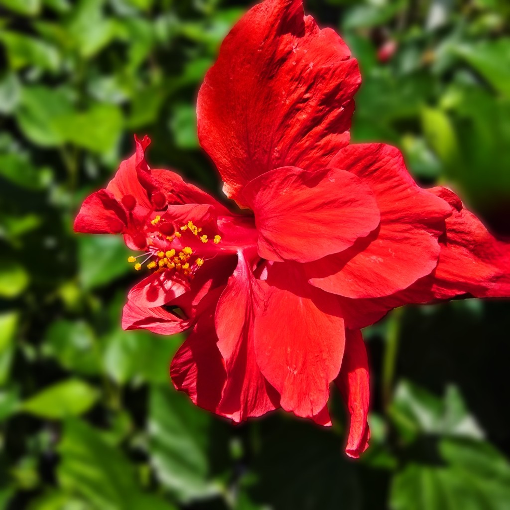 Anderson’s Double Red Tropical Hibiscus Bush Shrub Live Plant Landscape Type