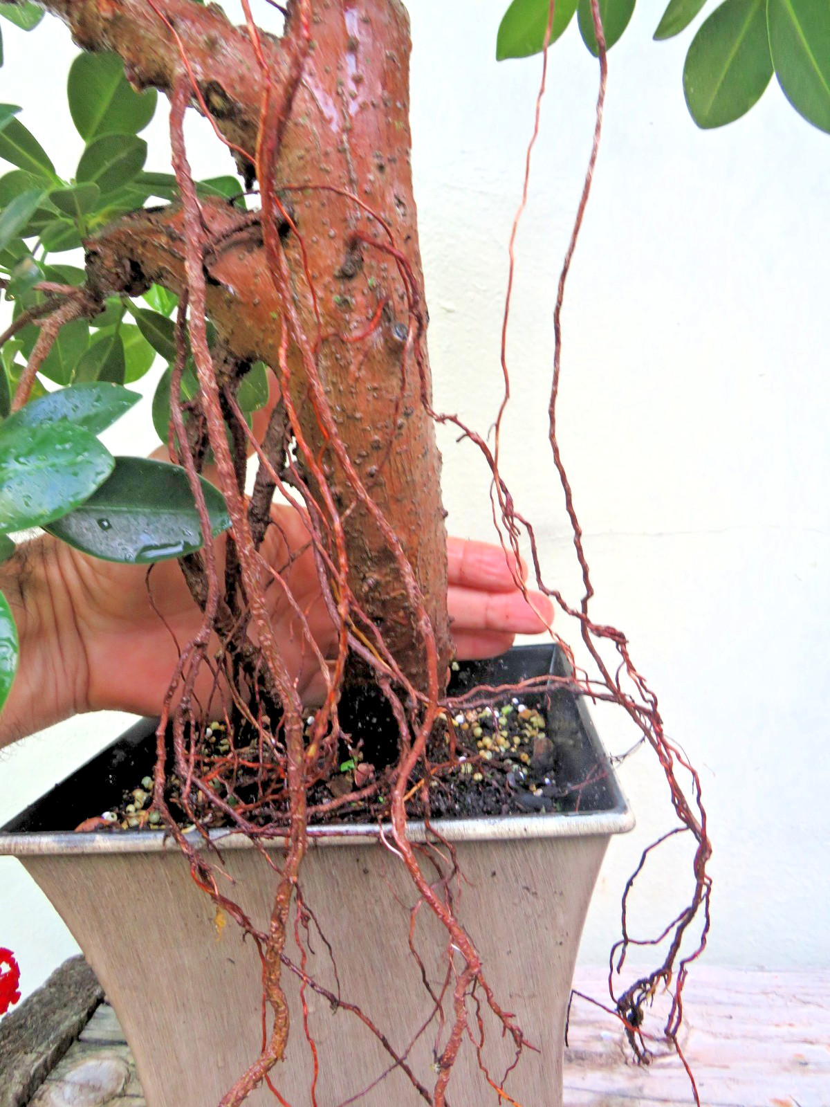 Ficus microcarpa Live Green Island Fig Tree Indoor, areal roots, Tropical Bonsai