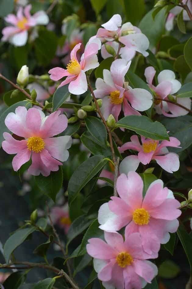 YUME~~Unique Bloom**Camellia Japonica-Live Starter Plant