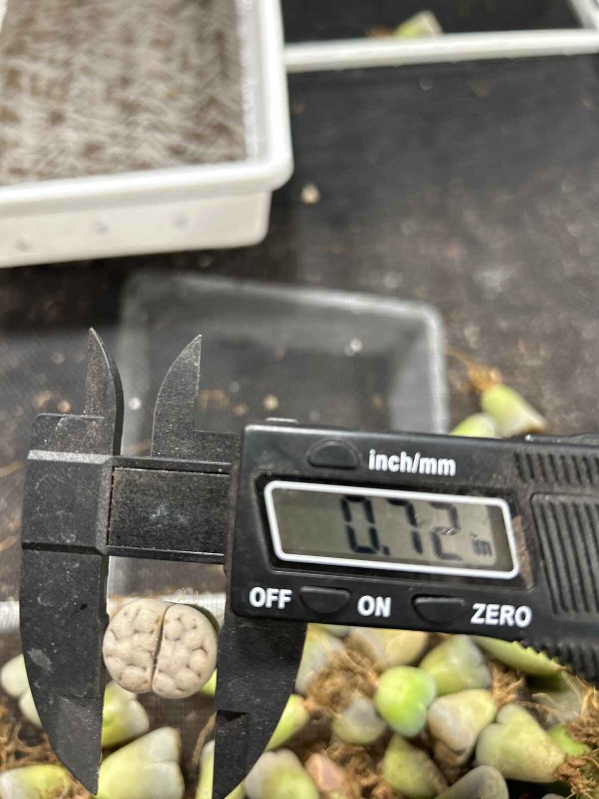 10 Pc Lithops Living Stone (random Mix).plant Size 0.6-07”inches.bare Root