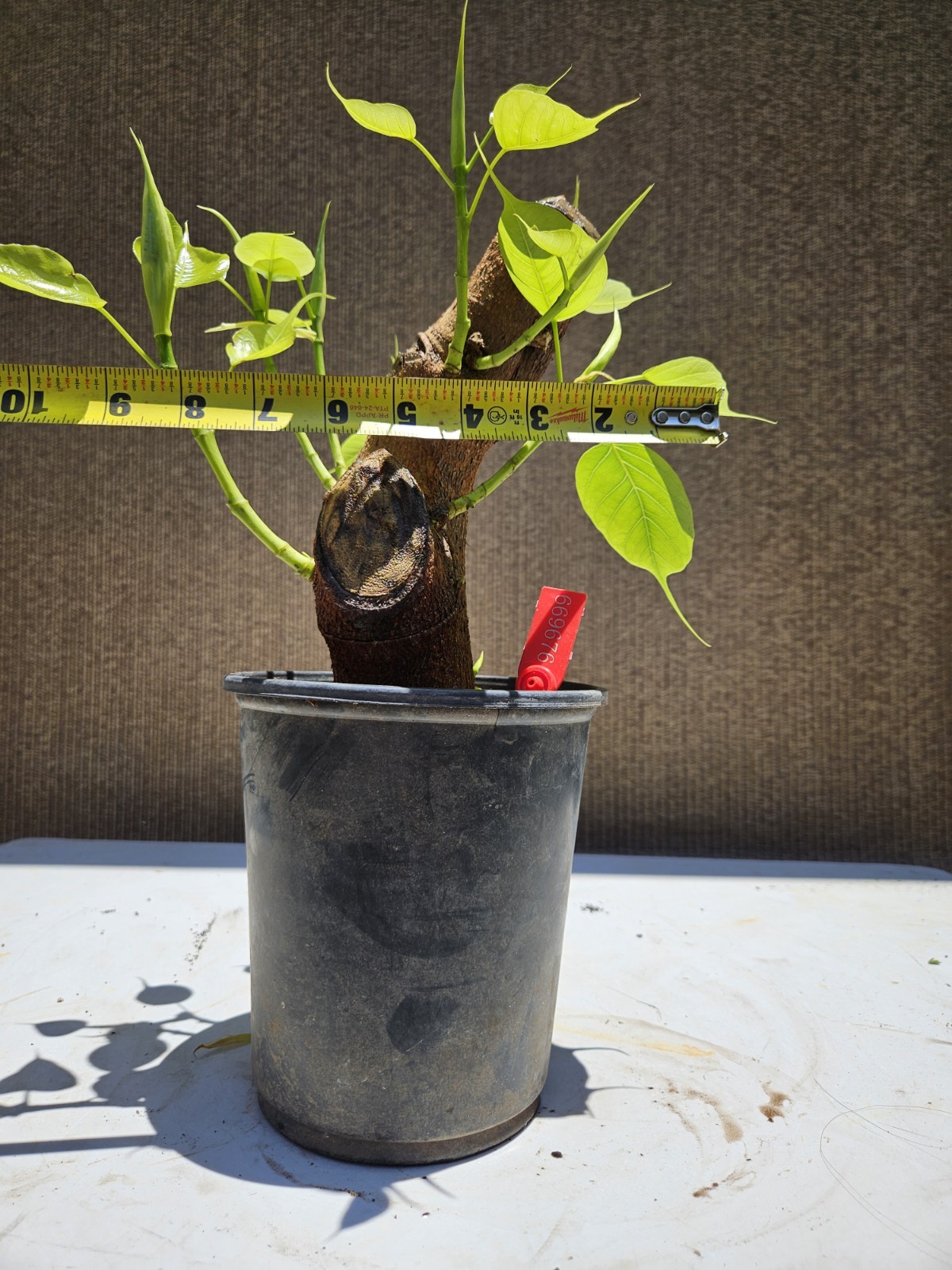 Ficus religiosa ( Sacred fig Cây Bồ Đề) Bonsai Tree,,,, sale