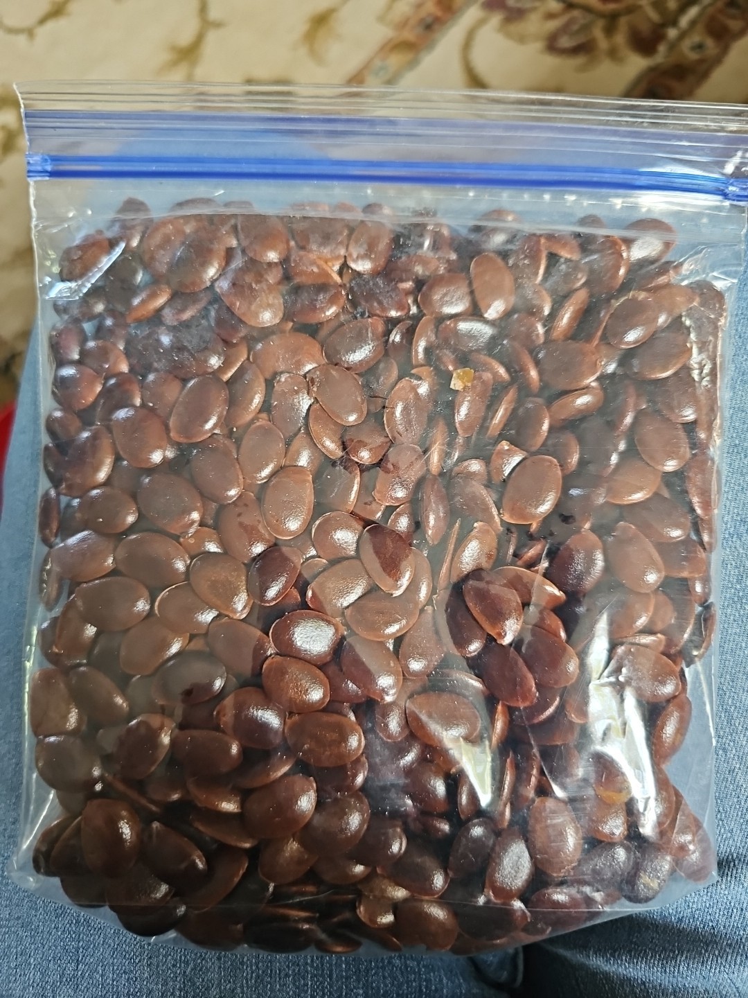 50 American Persimmon Seeds Organic From Arkansas (Diospyros Virginiana)
