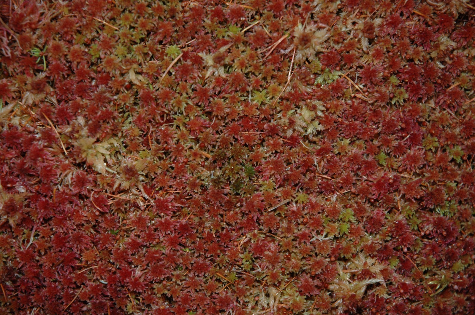RED SPHAGNUM MOSS FRESH 3 ONE-GALLON BAGS 15 LBS FOR TERRARIUM BOG GARDEN