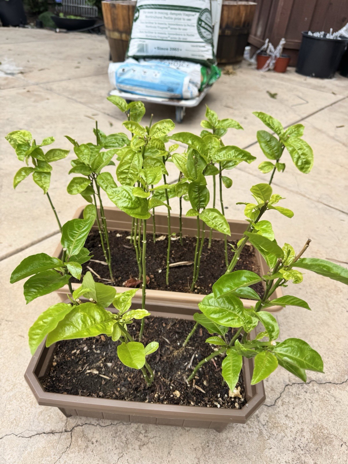 Sweet Yellow Passion Fruit Plant | Seed-Grown from Qinmi No. 9 钦蜜9号 Fruit