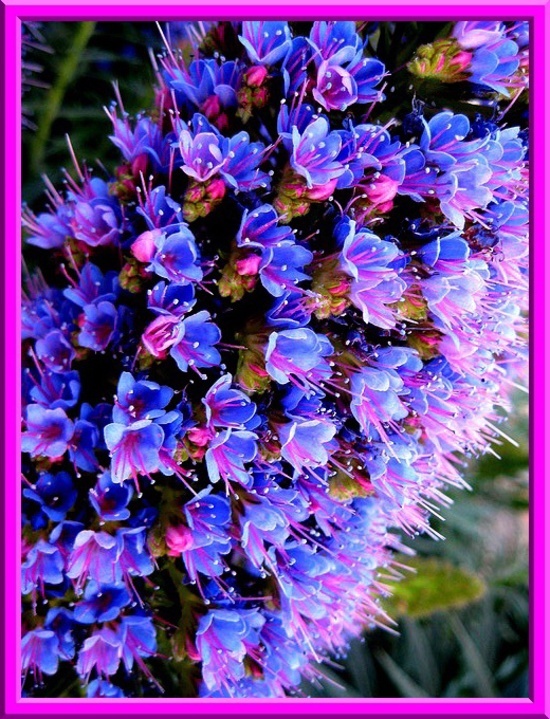 Echium Seeds! BOLD BLUE/PURPLE/PINK COLOR! THOUSANDS OF FLOWERS PER PLANT!