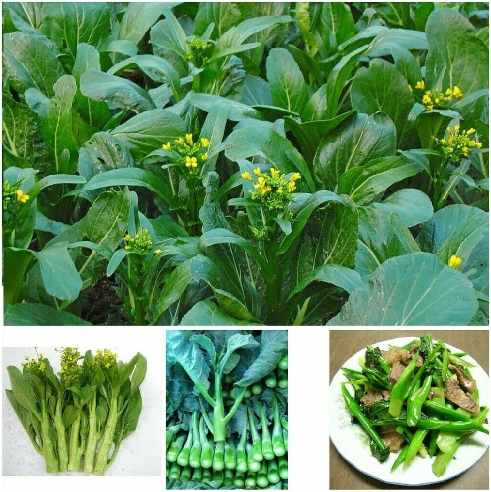 2000+ Seeds Brassica Juncea Choy Sum Mustard Yu Choy Sum Seeds, USA Chinese Broc