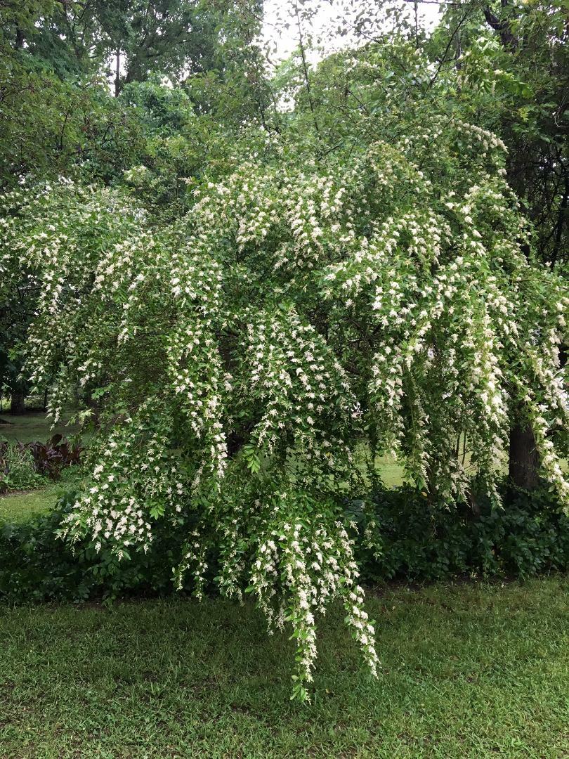 White Wedding Veil Bush/Tree/Shrub Smells Wonderful! 50 + Seeds USA Home Grown