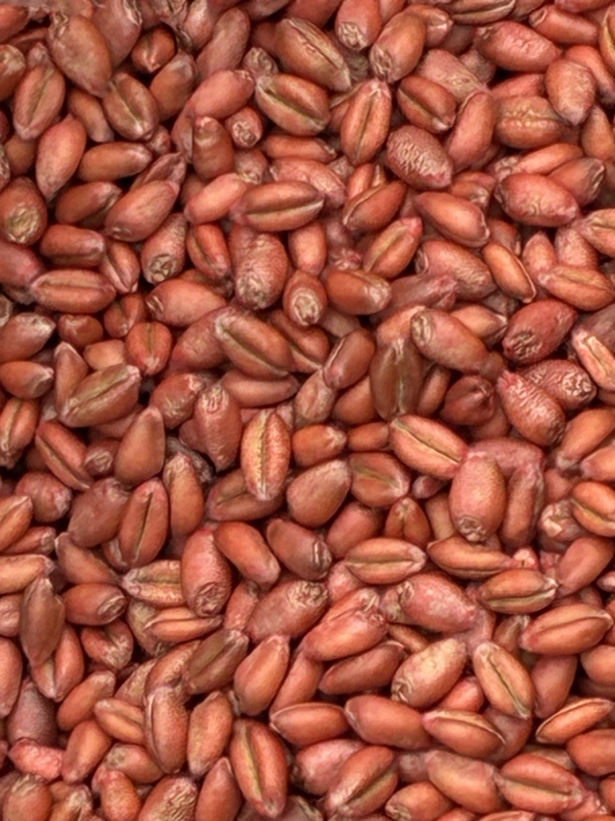 Soft Red Winter Wheat Seed 🌾 Food Plot / Cover Crop / Grain Seed – 1LB–50LB+