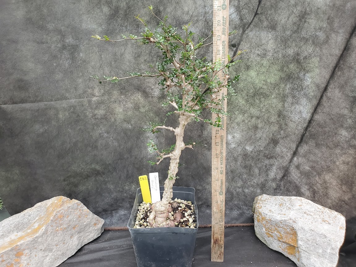 Operculicarya decaryi Tree – Lot OD2 – 5.5 Yr Old, Warty, Gnarly, Knobby, Caudex