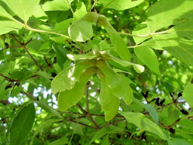 20 THREE FLOWER MAPLE SEEDS – Acer trifolium