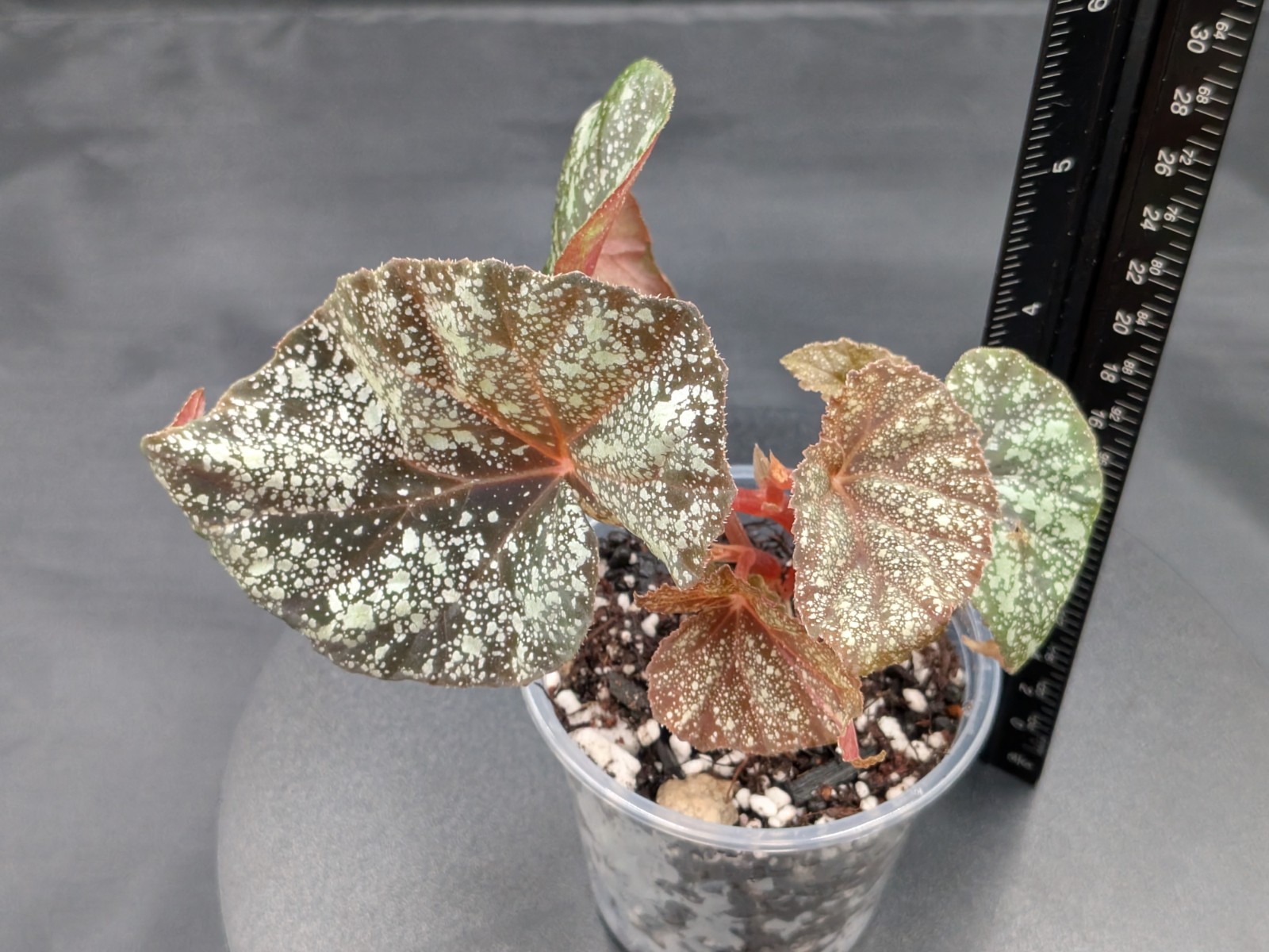 🪴Begonia ‘Moona’-Begonia curtisii ‘Galaxy’x begonia variabilis- Rooted Plant