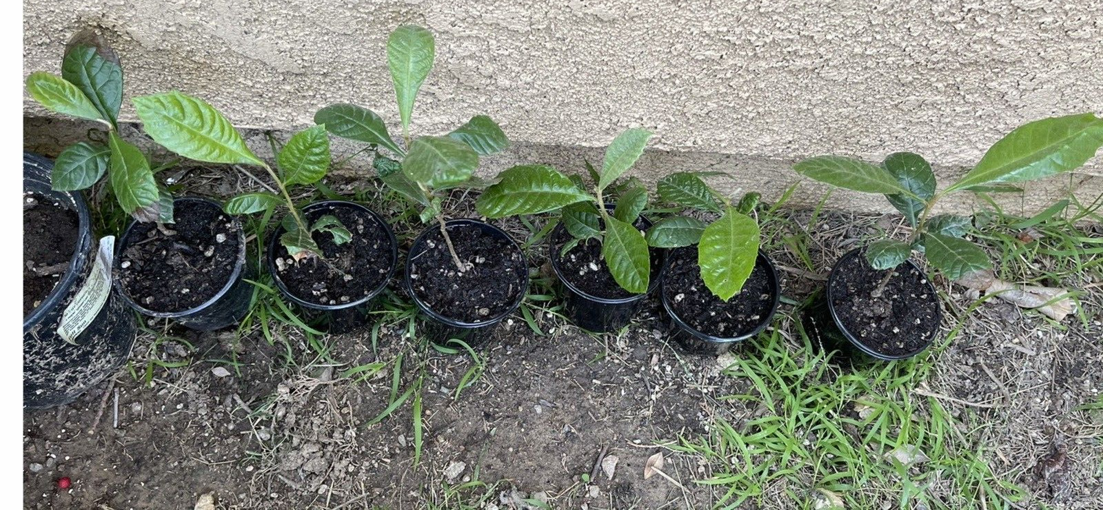 Loquat Tree Organic Japanese Plum, Draught Resistant, always green no pot