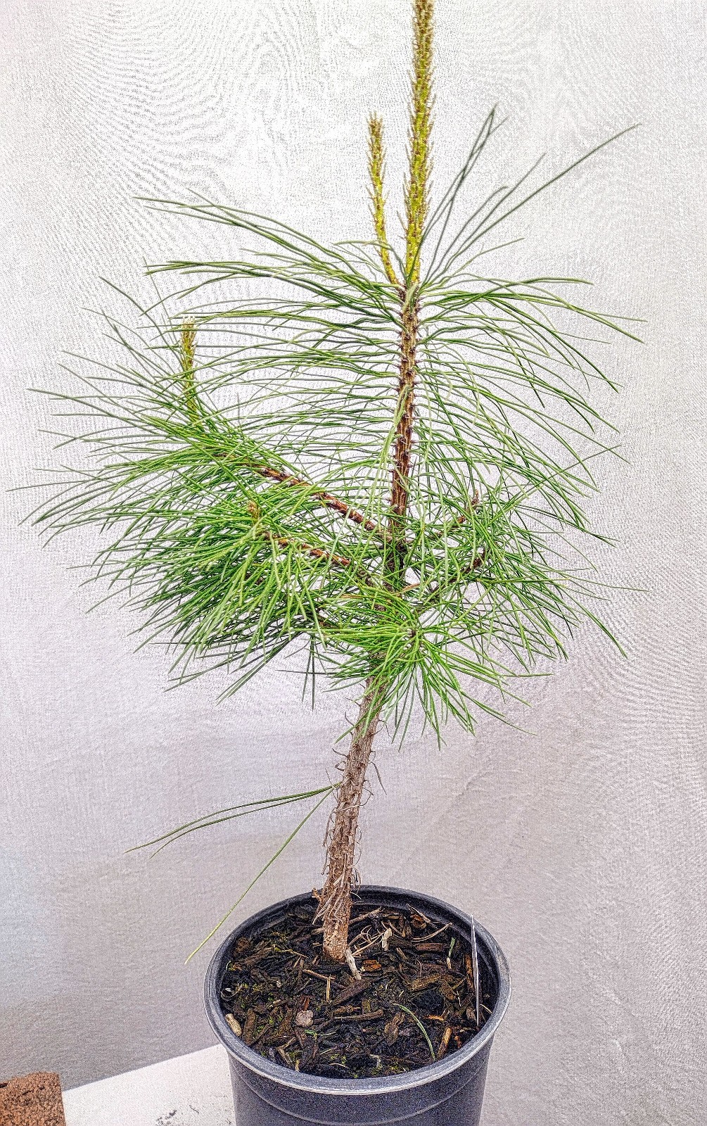 Native Ponderosa Pine Christmas Tree in nursery pot. Pinus.