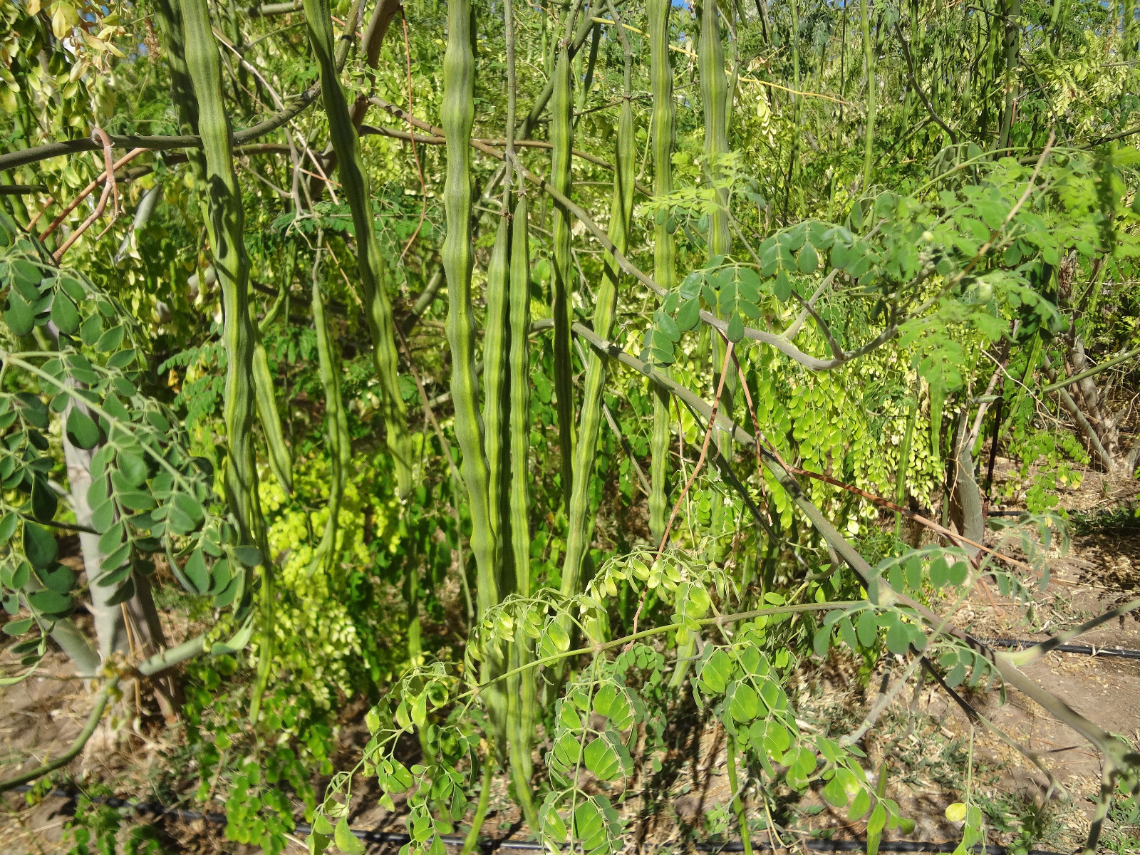SUPER SPECIAL!! MORINGA Oleifera STX-2 Extremely Productive Organic-Grown SEEDS