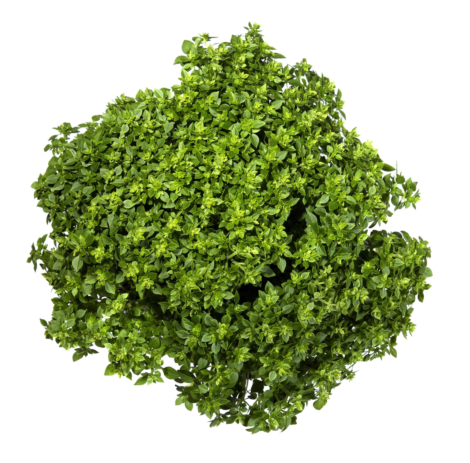 500 DWARF GREEK BASIL Ocimum Basilicum Fragrant Spicy Small Leaf Herb Seeds