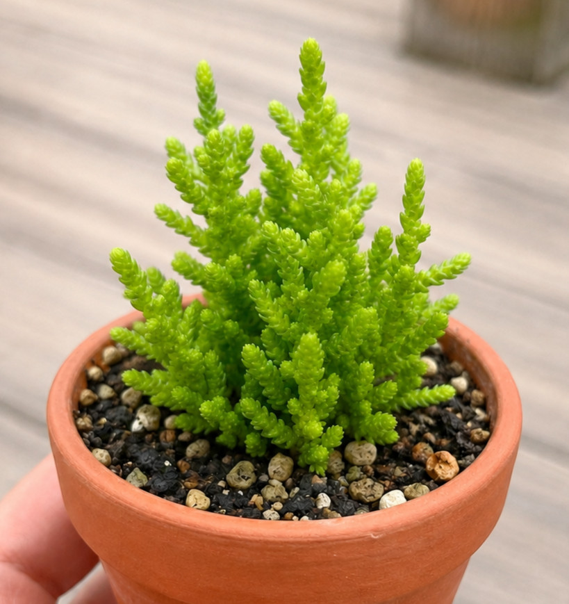 Rare Succulent Crassula Muscosa Watch Chain Fully Rooted Live Plant 3-4 Inches